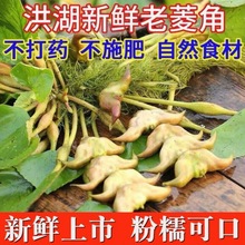 菱角现货洪湖新鲜老粉糯黑湖北特产新鲜生棱角凌角跨境代发