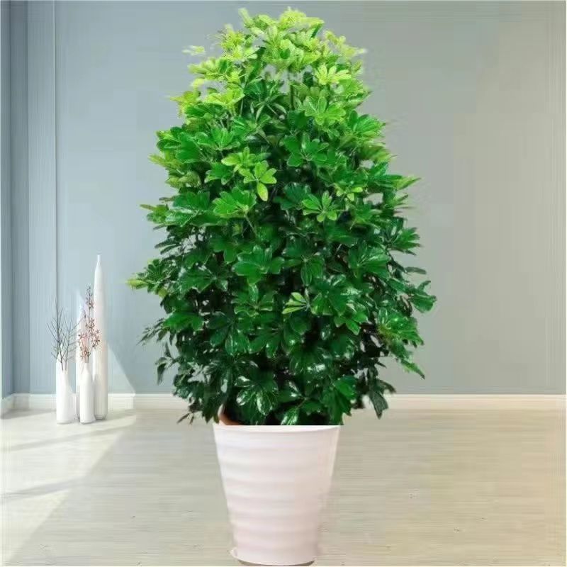 오리지널 흙 [화이트 스레드 분지] 특수 비료 + 약 + 트레이