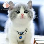 纯种英短蓝白幼猫崽矮脚曼基康领养短腿短毛宠物小猫金渐层蓝猫