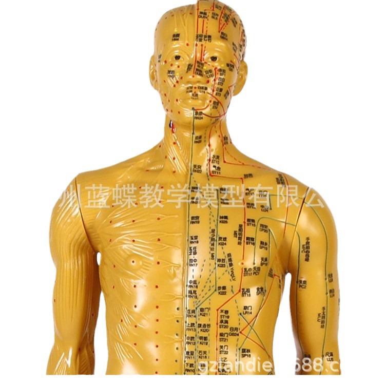 85CM���ͭ �� �������ģ�;���Ѩλ��ҽȫ��ʮ��ͭ��ģ��ͼƤ��