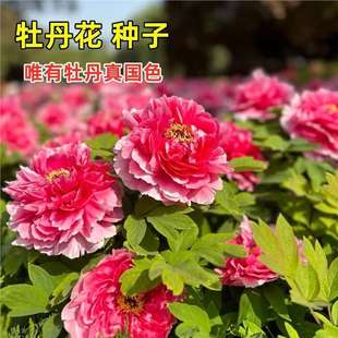 ���羳��̹�؛���ذ�ĵ���N��ĵ���N����ș�N�� �ļ� ����ĵ����