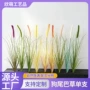 跨境植物景观单支芦苇