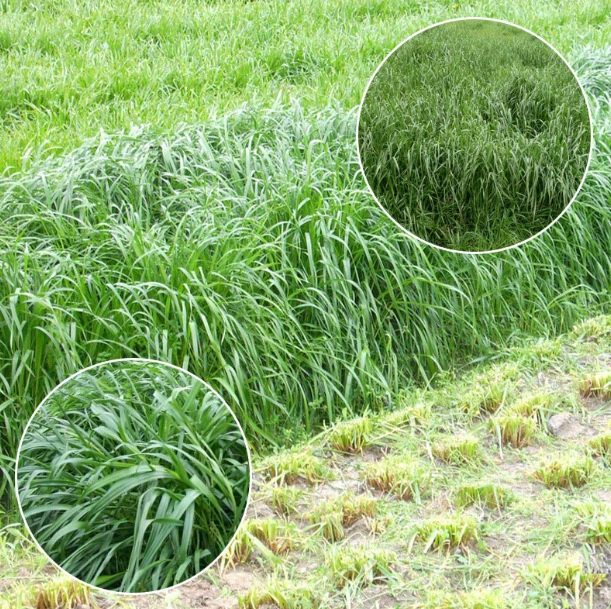 Оптом кормовые семена зимнее пастбище 70 семян райграс трава выносливая свинья овца Крупный рогатый скот курица любит есть
