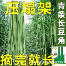 ſNӟo߮aļ߲˿xNӴȫ