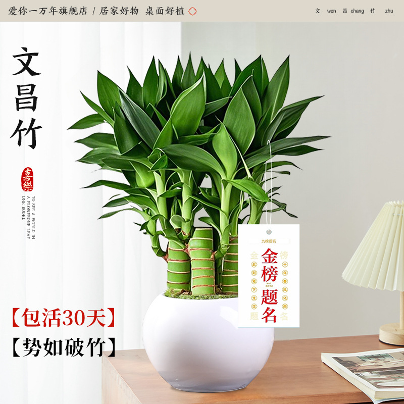 원창대나무 4개 + 백옥자기대야 + 금메달 태그(포장석 + 영양액 포함) 애완동물