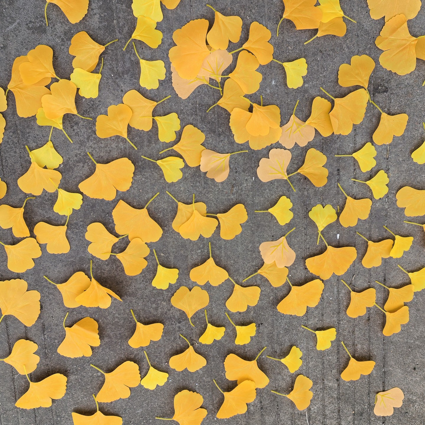 IMG_20251025_142736_副本