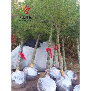 ���[����ͥԺ�@���ļ�����G���L��������Ԫ�����_�h���S�������