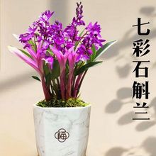 新店 多花苞 七彩香水直发石斛兰 室内盆栽 花期长达2个月