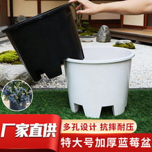 �ش�̖�{ݮ���ϻ���A����ɽ���ſ׿ظ���Ӻ�Gֲ���ܺ����Nֲ��