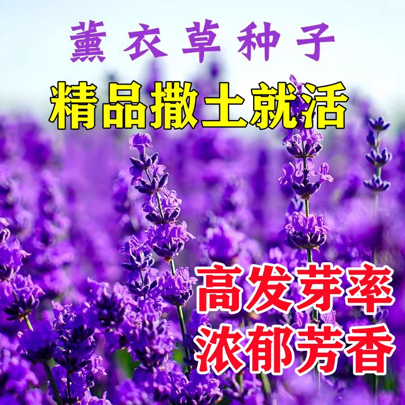 Lavender Flower Seeds Potted Four-Season Flowering Seeds Vanilla Flower Mosquito Repellent Seeds Sowing Courtyard Planting