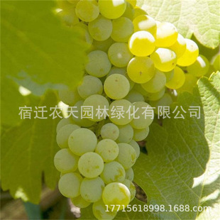 �ĺھ޷�����������ٱ���ͥԺ���Ѯ���Nֲ�Y���ϱ������Թ�����