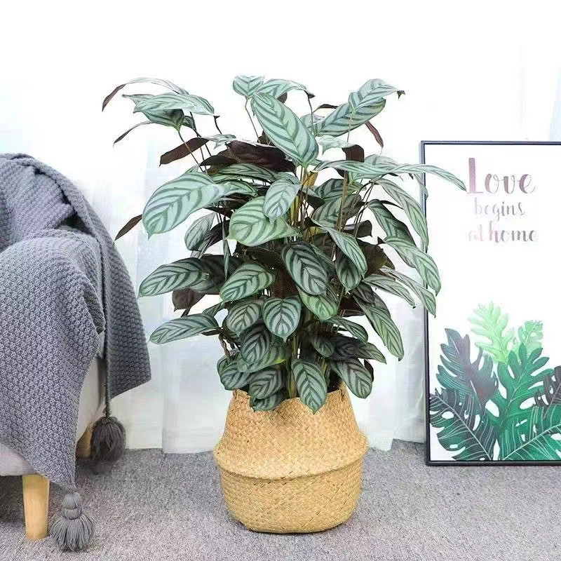 Новое и старое летающее перо арроот в горшках Чистое красное растение в помещении, устойчивое к тени, вечнозеленое растение Grand View, листовое зеленое растение, гидропоника, хорошее выращивание и Легкая жизнь