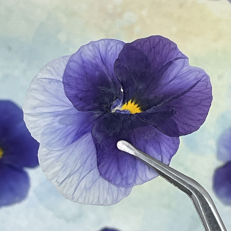 グラデーションブルーマウンテンクローバー本物の花ドライフラワーエンボス加工バッグ植物標本イン人気の接着剤ジュエリーエンボス加工 DIY 材料|undefined