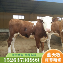 西门塔尔牛肉牛养殖场 400-500斤左右改良肉牛自由挑选四川发货