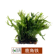 ¹���F��ֲ¹���Fľ�ʹ��~����ˮ�ݻ��w�݈�ֱ�I���l����ľ���B