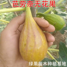芭劳奈无花果苗 无花果树苗 园林 苗木 果树苗 基地批发盆栽地栽