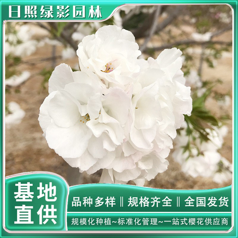 12082696509_1004685042 副本.jpg