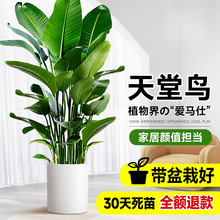天堂鸟盆栽绿植室内大型客厅植物落地真树办公室鹤望兰大禄植花卉