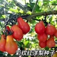 �ʼy�t���淬�ѷN��ˮ���N����ɫ���ҷ������t��С�����ļ��N