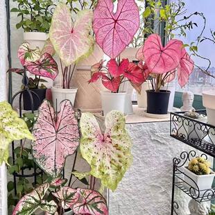 ��ɫ�w�R���~���҃��^�~�Gֲ��ɫ�~�ӻ��������ļ����B����Ĭ�J�