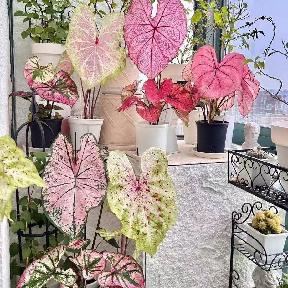 粉色飞溅彩叶芋室内观叶绿植粉色叶子花卉盆栽四季好养其他默认项