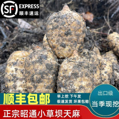 小天麻、昭通産生天麻、卸売生天麻、雲南小草馬産生天麻、模造野生黒天麻