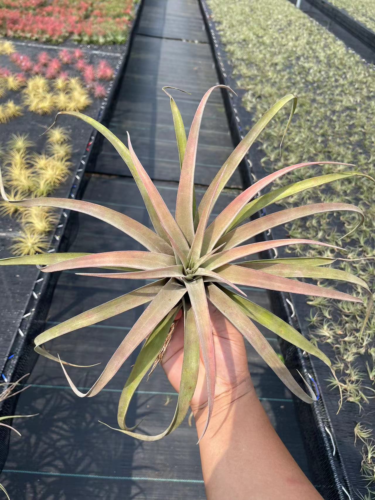 Broadleaf kirby 20-25cm