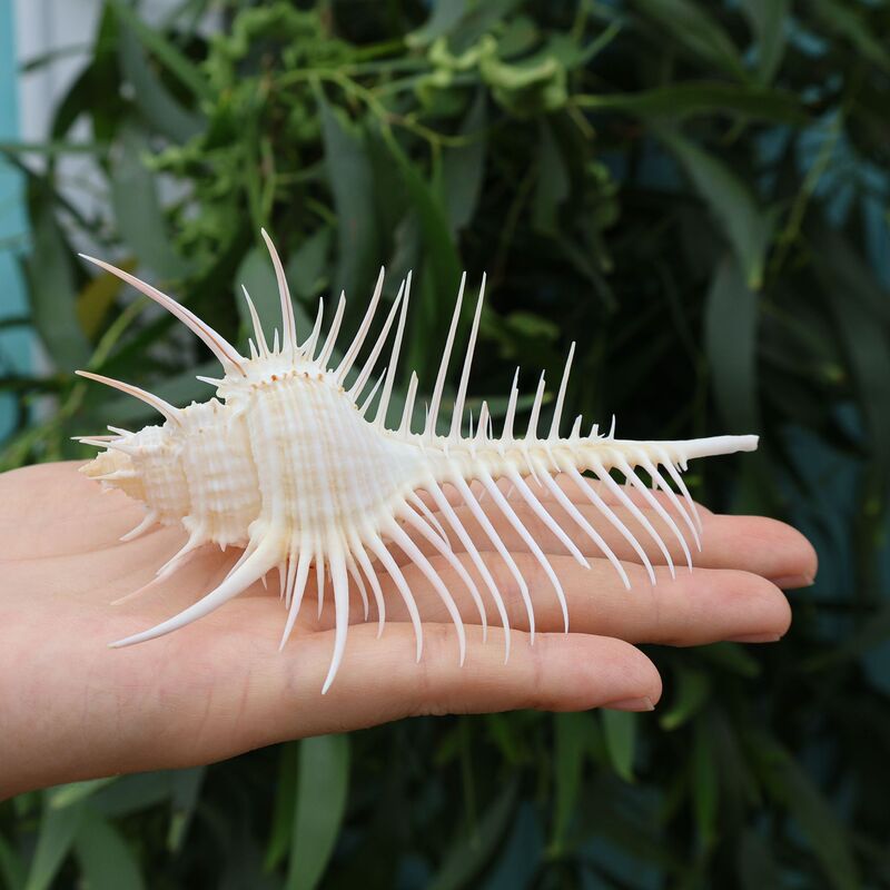 Natural Conch Shells, Witch Bone Shells, Venus Shells, Decorative Fish Tank Ornaments, Creative and Stylish Deep-Sea Decorations Natural Conch Shells, Witch Bone Shells, Venus Shells, Decorative Fish Tank Ornaments, Creative and Stylish Deep-Sea Decorations