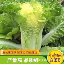 北京小杂56早熟黄心大白菜种籽春夏秋包心白菜种高产抗病蔬菜种子