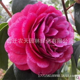 �ϴ��軨��ɫ�ٽz������ɫ2̖ɽ�軨�������Կ͏d�̨ͥԺ���B��