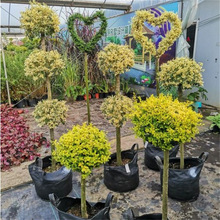 ���Rֲ�ﴨ��Ϟ������Ůؑ�{���ذ�����ϵ��ͥԺ���������^�~ֲ��