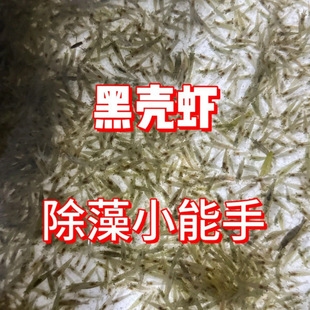 �ښ��r������^�p�~���坍��ˮ�r�������r���ײ�9.9