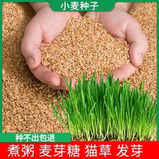 2025 New Wheat Capsules with Skin Seeds Are Hydroponically Germinated to Make Maltose, High-Yield Fresh Wheat Cat Grass Juice