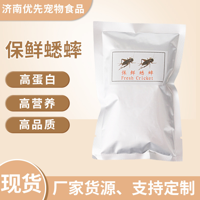厂家直销蟋蟀活物油葫芦蛐蛐爬宠食物活虫蜥蜴蜘蛛角蛙龙鱼饲料