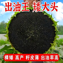 美国油王油葵种子棵矮抗倒高产出油多榨油观赏食用向日葵种籽