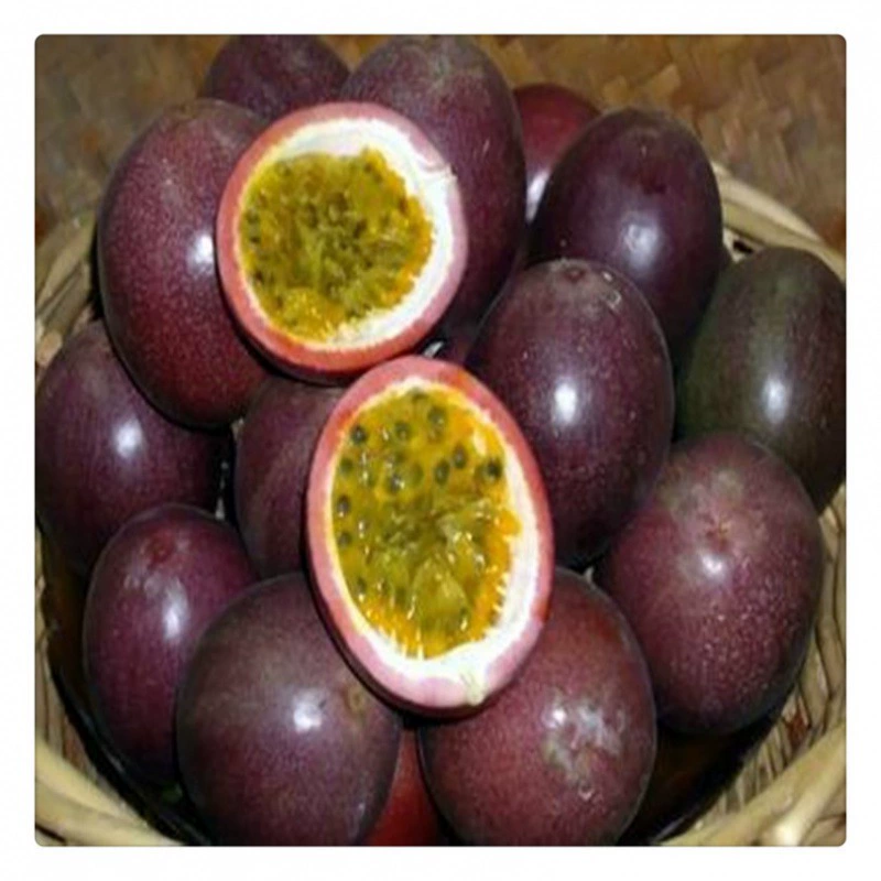 Саженцы плодов маракуйи доступны по цене. Где маракуйя фруктовые деревья продают дуриан маракуйя и золото маракуйя