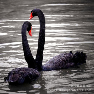 ���^�@�ָ��N�^�p���^�pˮ�ݺ����Z��������Xһֻ �����Z�絰