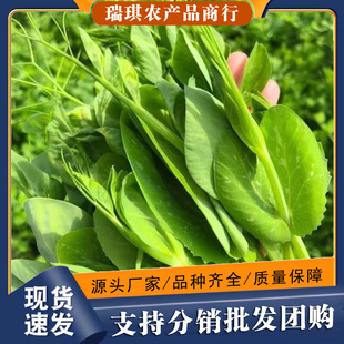 ��S���]�Fժ�Ĵ����r�㶹���㶹��r���߲ˑ����߲��󜫻��ʳ��