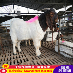 �������u30-40�ﲨ��ɽ����� ����ɽ�����ĸ��r��