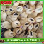出售小黄鸭仔小鸭苗活体运输网红小黄鸭仔另有江南蛋鸭苗大种肉鸭