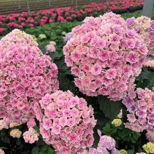 ���N�����r�������� �G����o�M�İ��ɻ������� ��Ʒ�N�������l