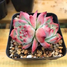 Gֲֲp^ȺСȺBB҃辰l