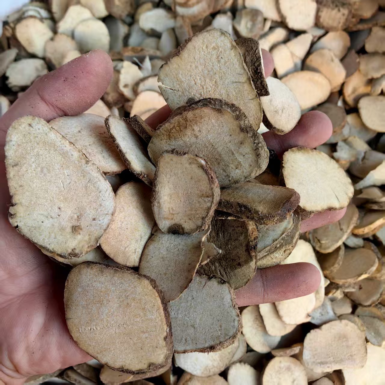 Dried Alisma Slices Ze Xie 泽泻 Sichuan Water Plantain Rhizome 500g Traditional Herbal Decoction Pieces key features
