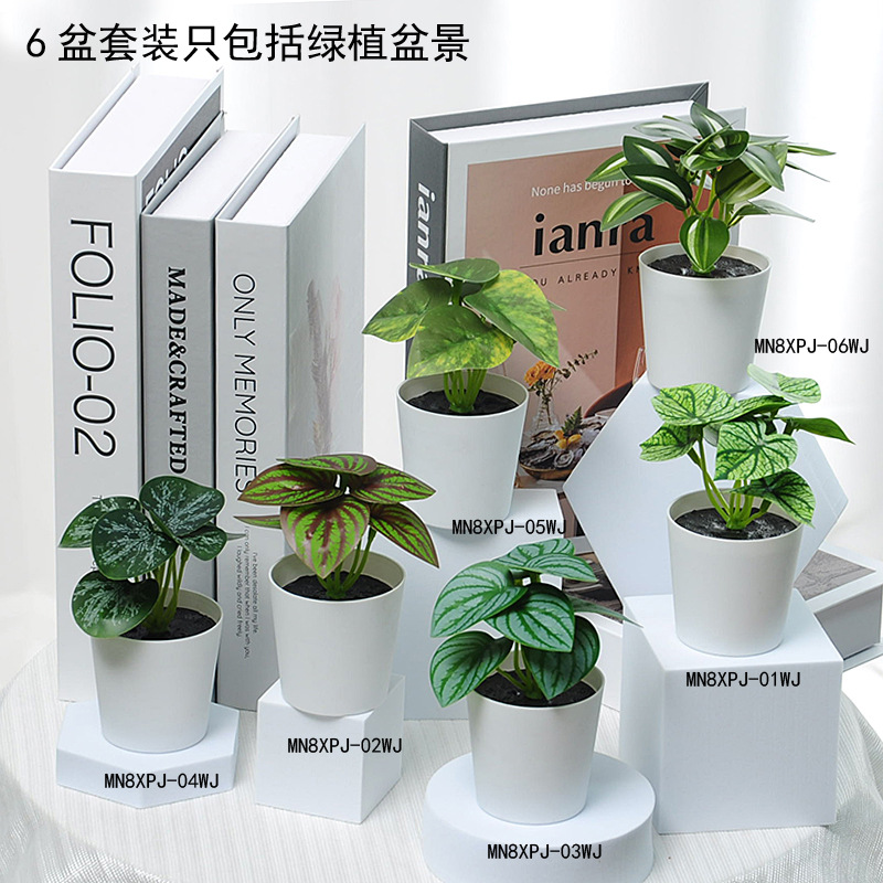 Mini maceta de 11 cm 6 juegos