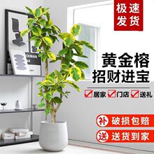 榕老桩造型绿植室内客厅观叶大型植物花叶榕橡皮树青叶富贵榕