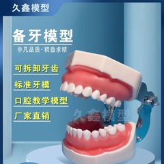 歯科材料樹脂歯口腔器械栽培離体粒予備歯模型根管排歯肉開髄模型練習