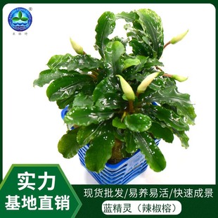 Pepper Ficus Smurf Lazy Living Aquatic Plants Fish Tank Aquarium Landscaping Decoration Freshwater Plants Spot Wholesale
