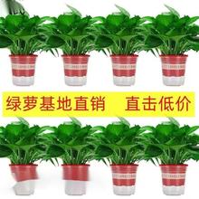 绿航绿萝盆栽室内除甲醛净化空气长藤垂吊兰新房家用绿箩植物花卉