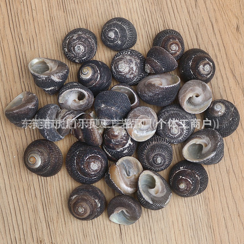 Concha Daquan natural con cera de pescado, materiales decorativos mediterráneos DIY al por mayor