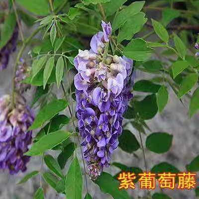 紫藤花树苗爬藤植物庭院绿化围墙四季开花卉盆栽花苗日本紫藤萝蔓